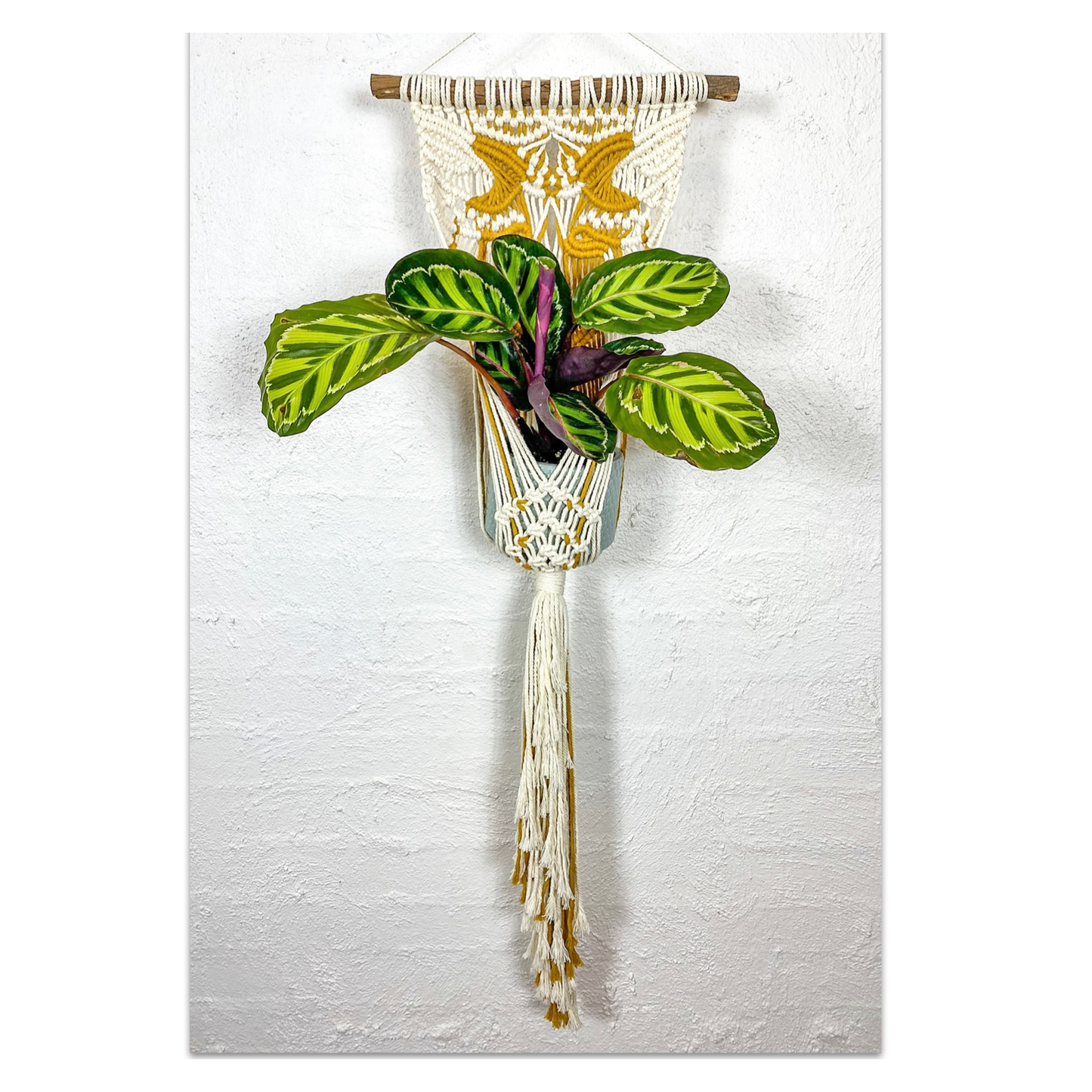 Lila - Plant Hanger